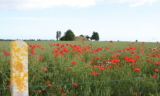 Les coquelicots poussent au bord d’un champ de blé à côté du cimetière de guerre canadien de Bény-sur-Mer. [PHOTO : SHARON ADAMS]