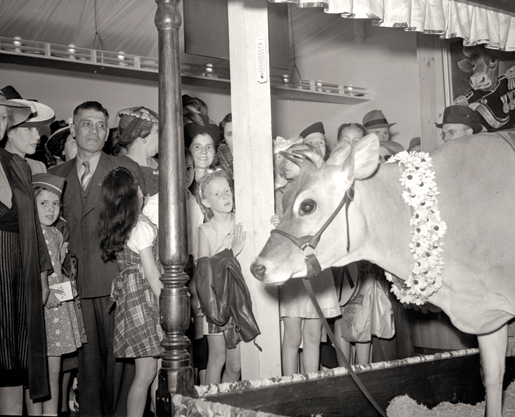 Elsie the cow at the CNE, 1941. [PHOTO: ARCHIVES OF ONTARIO—C 5-1-0-34-9]