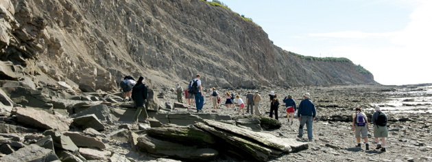 Visitors look for fossils on the rocky shore at Joggins. [PHOTO: JOGGINS FOSSIL INSTITUTE]