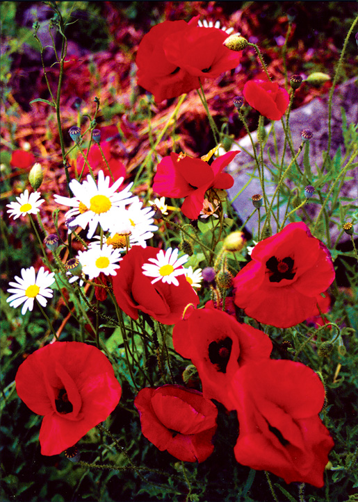 Poppies and daisies are stirred by a gentle breeze near Caen, France, in 2003. [PHOTO: DAN BLACK]