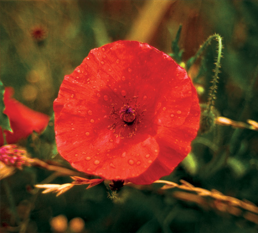 Dew glistens on a poppy photographed during the Legion’s 1986 Youth Leaders’ Pilgrimage of Remembrance to Northwest Europe. [PHOTO: TRACY RAMSAY]