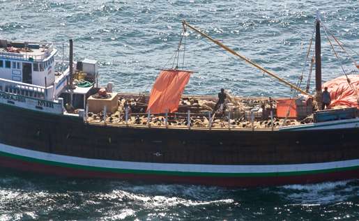 The Sea King gets a good look at a dhow transiting the Gulf. This one is loaded with sheep. [PHOTO: DAN BLACK]