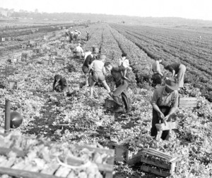 Members of the Ontario Farm Service Force at work, 1941. [PHOTO: ARCHIVES OF ONTARIO]