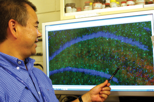 Yushan Wang studies brain cells at the microscopic level. [PHOTO: SHARON ADAMS]