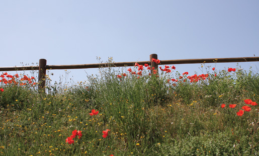 Poppies blow along a fenceline in Normandy. [PHOTO: SHARON ADAMS, LEGION MAGAZINE]