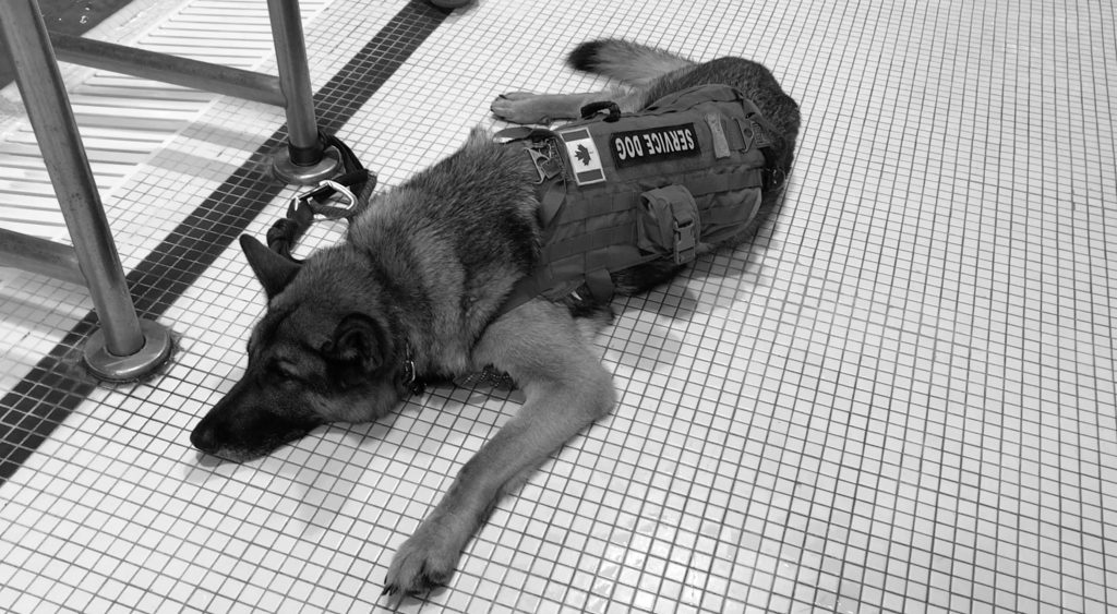 Standards for service dogs are overdue Legion Magazine