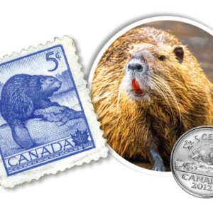 Beaver fever