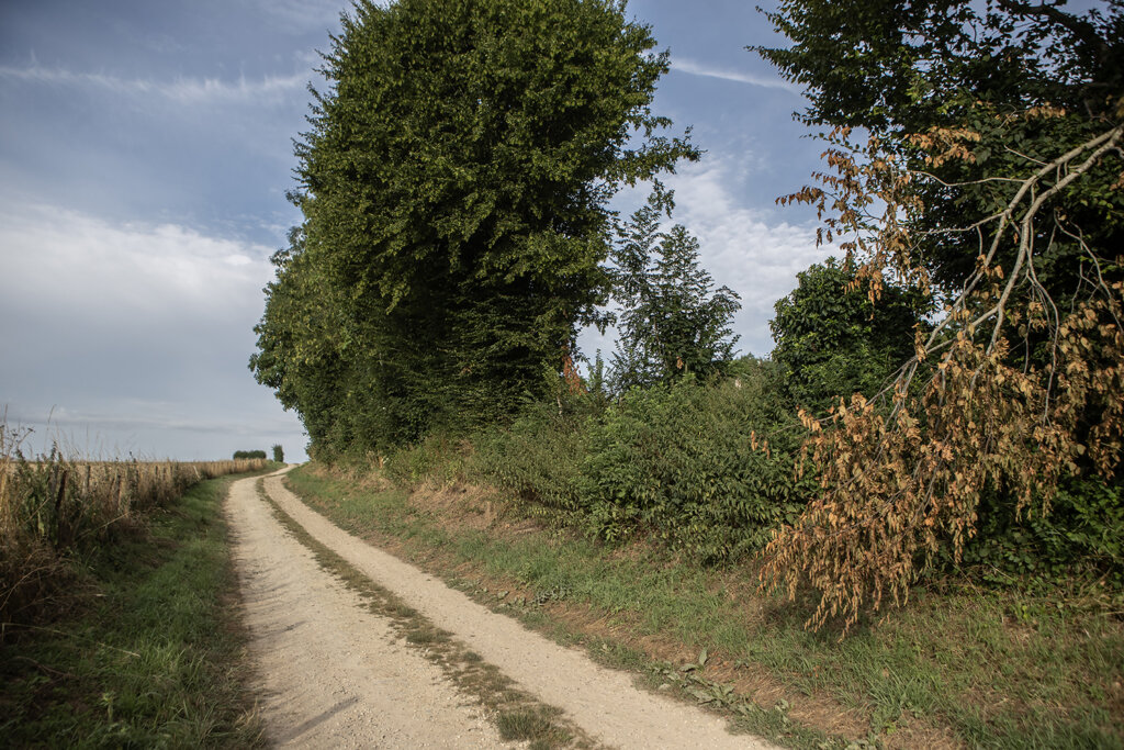 A dirt road along a treeline